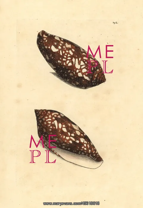 : Sea snail, Conus aulicus : Sea snail, Conus aulicus