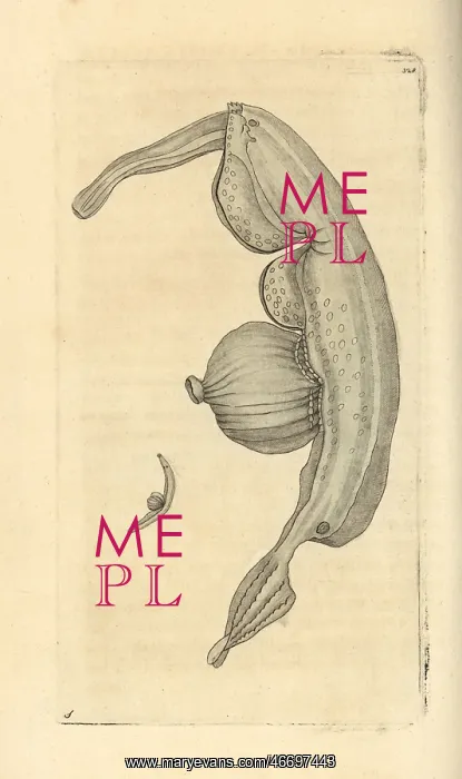 : Sea snail, Pterotrachea coronata : Sea snail, Pterotrachea coronata