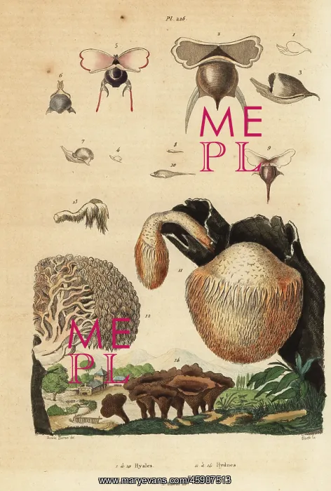 : Sea snails and mushrooms : Sea snails and mushrooms