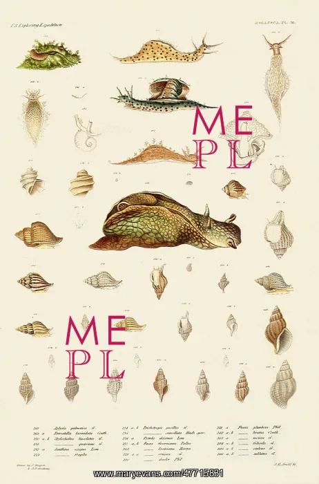  : Sea Snails, Shells