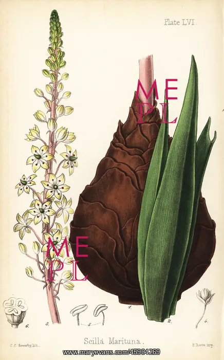 : Sea squill, Drimia maritima : Sea squill, Drimia maritima