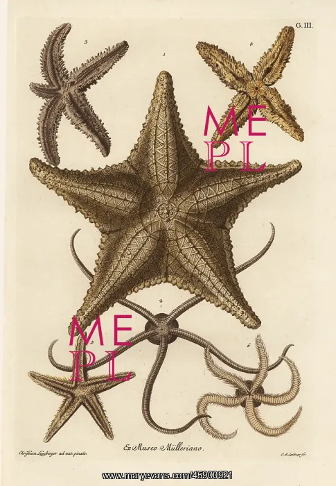: Sea star species : Sea star species