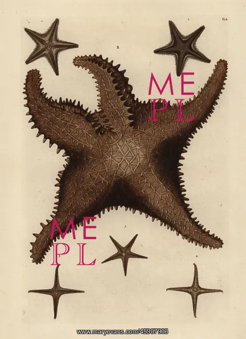 : Sea star species : Sea star species