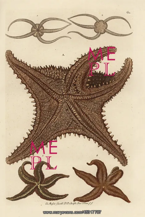 : Sea star species : Sea star species