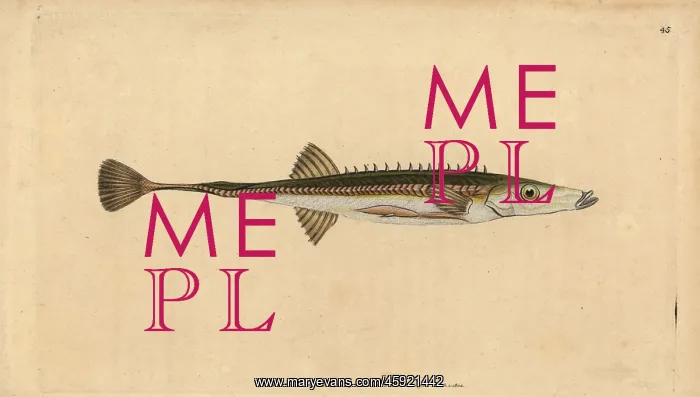 : Sea stickleback, Spinachia spinachia : Sea stickleback, Spinachia spinachia