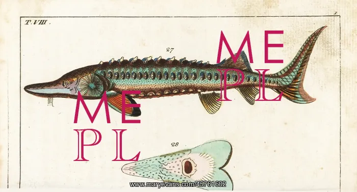 : Sea sturgeon, Acipenser sturio 27, and underside 28 : Sea sturgeon, Acipenser sturio 27, and underside 28