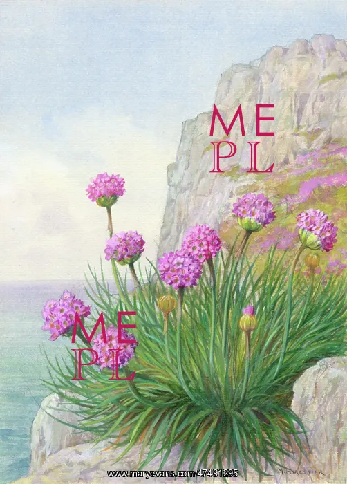  : Sea Thrift - on cliff by the sea