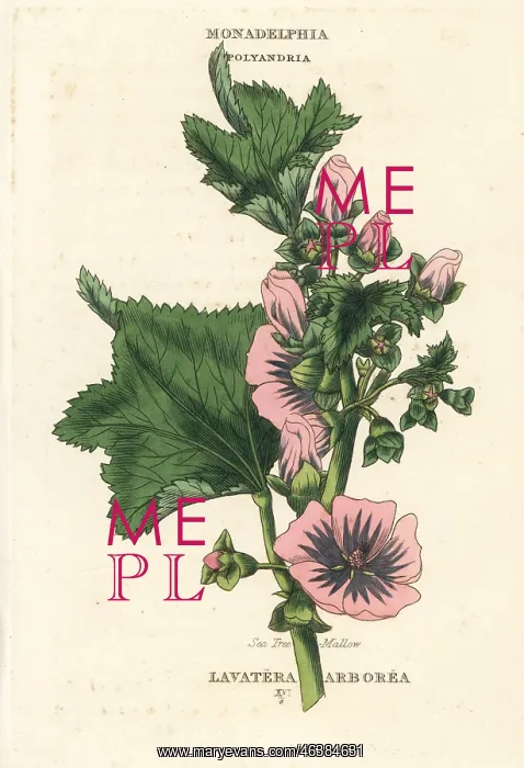 : Sea tree mallow, Malva arborea : Sea tree mallow, Malva arborea