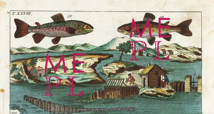 : Sea trout, charr and fishing methods : Sea trout, charr and fishing methods