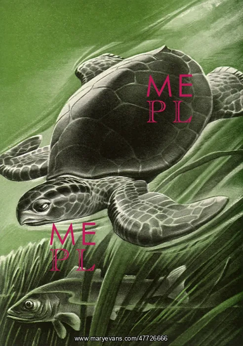  : Sea Turtle