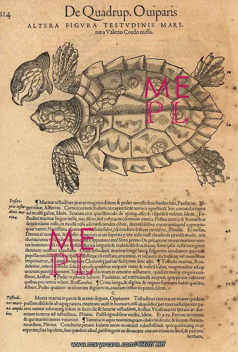 : Sea turtle, possibly the endangered green sea turtle : Sea turtle, possibly the endangered green sea turtle