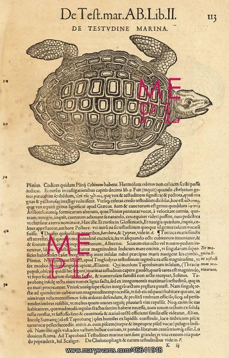 : Sea turtle, possibly the loggerhead sea turtle : Sea turtle, possibly the loggerhead sea turtle