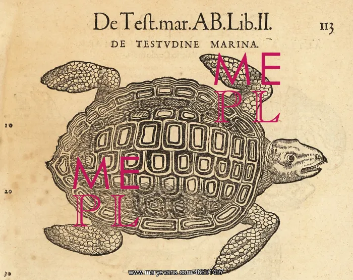  : Sea turtle, possibly the loggerhead sea turtle