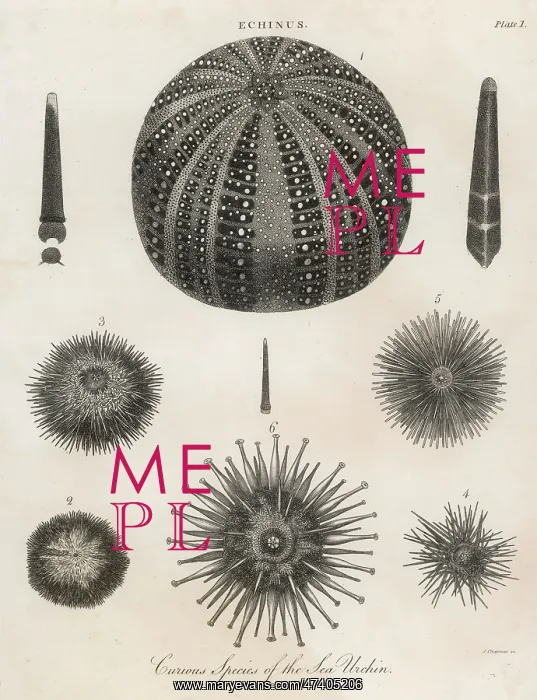  : SEA URCHINS 1803