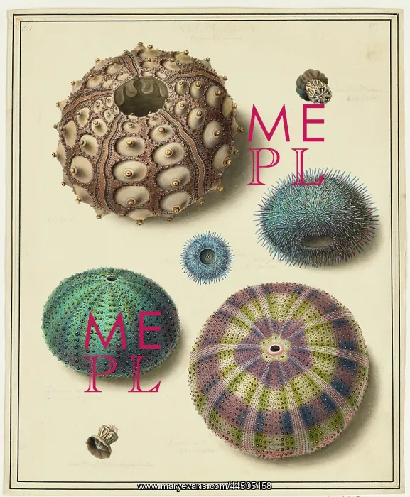 : Sea Urchins : Sea Urchins
