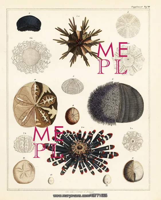 : Sea urchins : Sea urchins