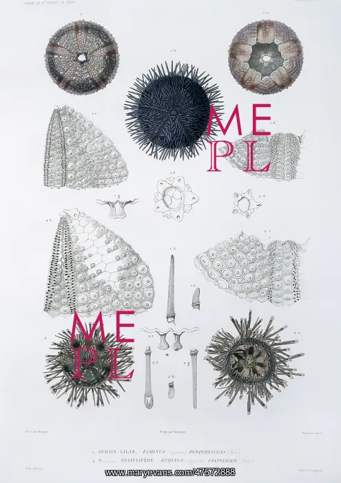 : Sea urchins : Sea urchins