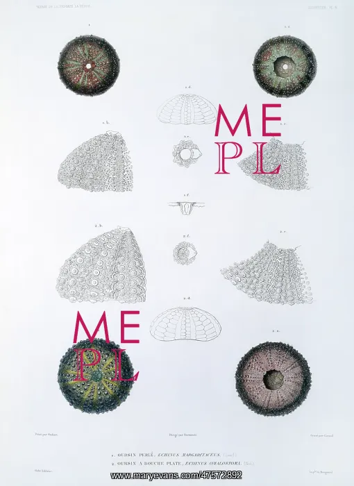 : Sea urchins : Sea urchins