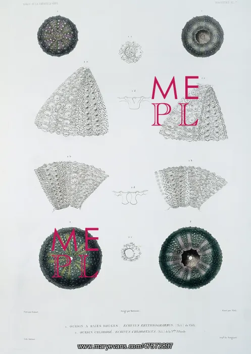: Sea urchins : Sea urchins