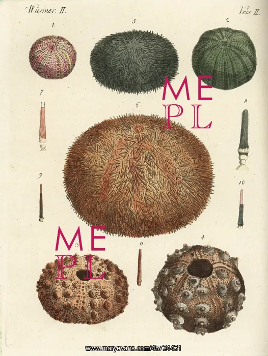  : Sea urchins and spines