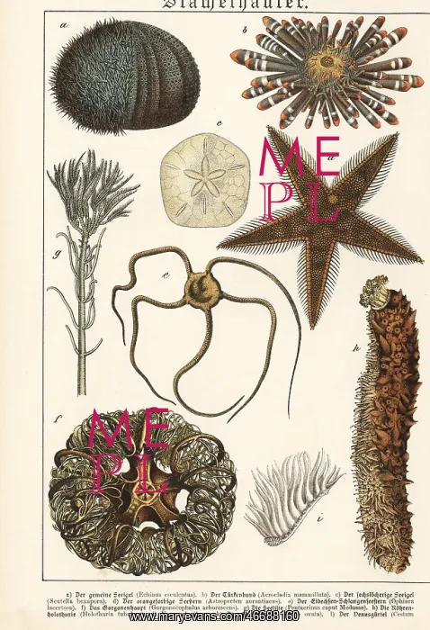 : Sea urchins, starfish, etc : Sea urchins, starfish, etc