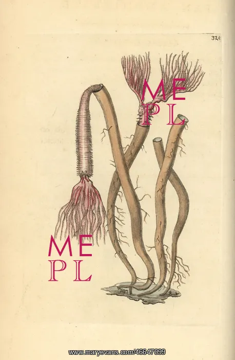 : Sea worm, Amphitrite ventilabrum : Sea worm, Amphitrite ventilabrum