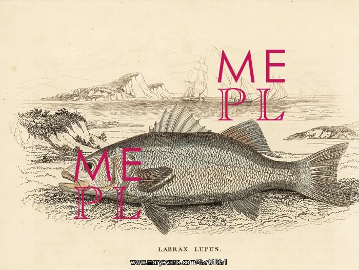 : Seabass, Dicentrarchus labrax : Seabass, Dicentrarchus labrax