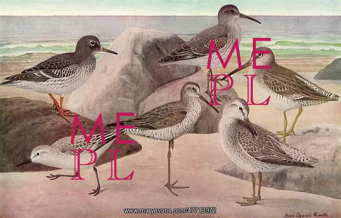  : Seabirds