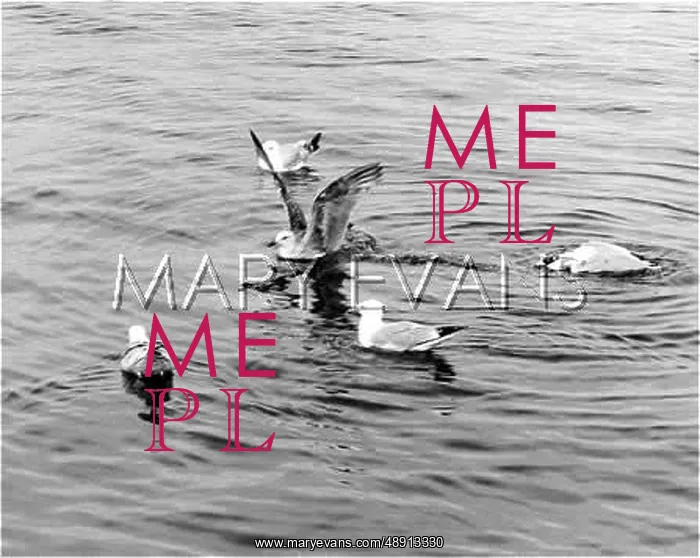  : SEABIRDS. A group of seabirds float on the water