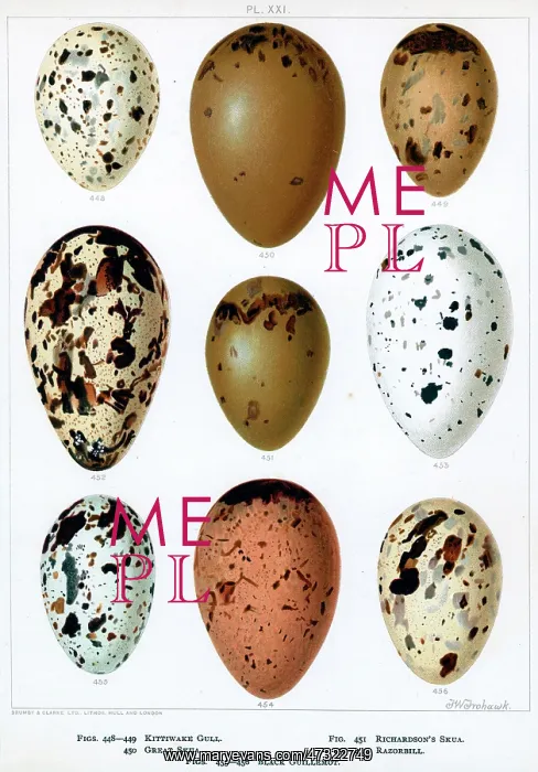 : SEABIRDS EGGS : SEABIRDS EGGS