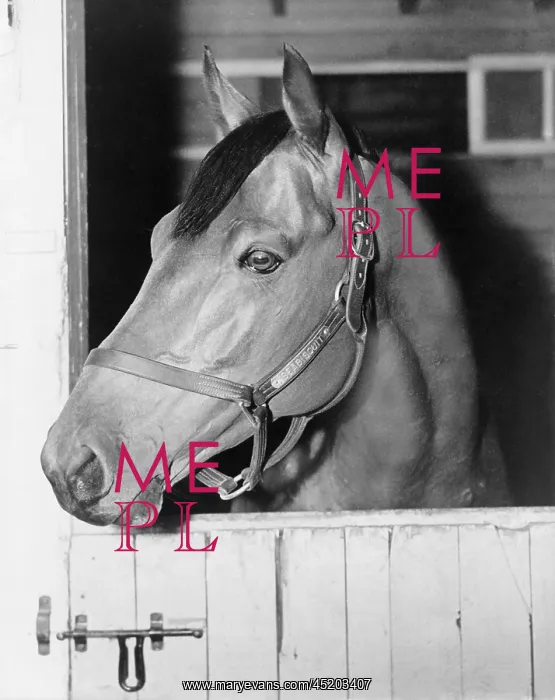: Seabiscuit (1933-1947), in his stall at ? : Seabiscuit (1933-1947), in his stall at ?
