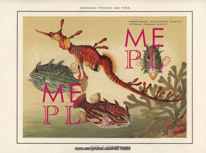 : Seadragon and striped cowfish : Seadragon and striped cowfish
