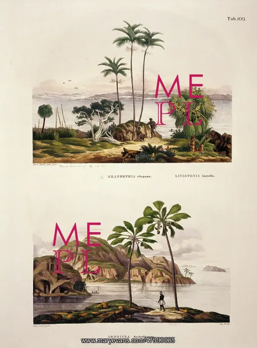 : Seaforth elegans & Lodoicea sechallarum, palm trees : Seaforth elegans & Lodoicea sechallarum, palm trees
