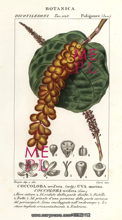 : Seagrape or baygrape, Coccoloba uvifera : Seagrape or baygrape, Coccoloba uvifera