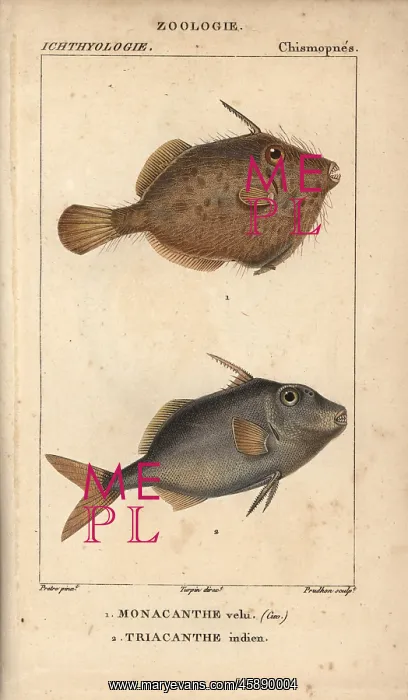 : Seagrass filefish, Monacanthus tomentosus and : Seagrass filefish, Monacanthus tomentosus and