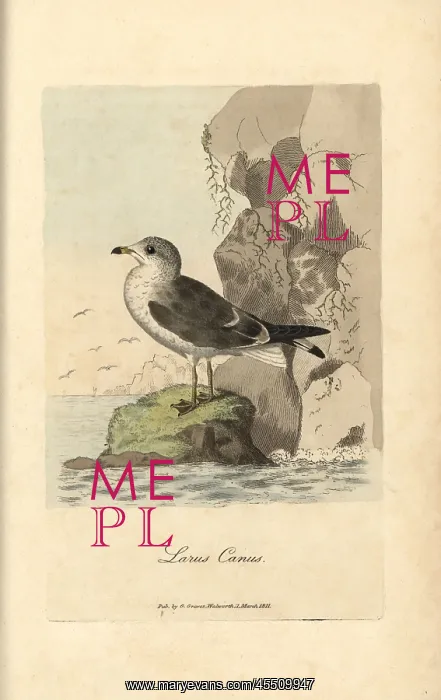 : Seagull, common gull, Larus canus : Seagull, common gull, Larus canus