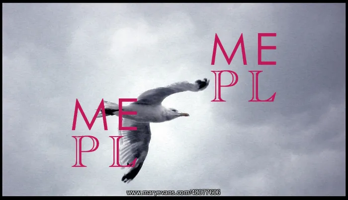 : Seagull in flight