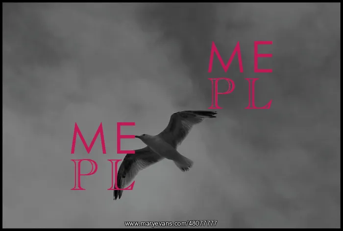  : Seagull in flight black and white