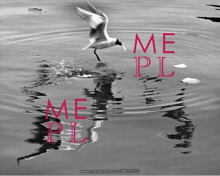: Seagull landing on water : Seagull landing on water