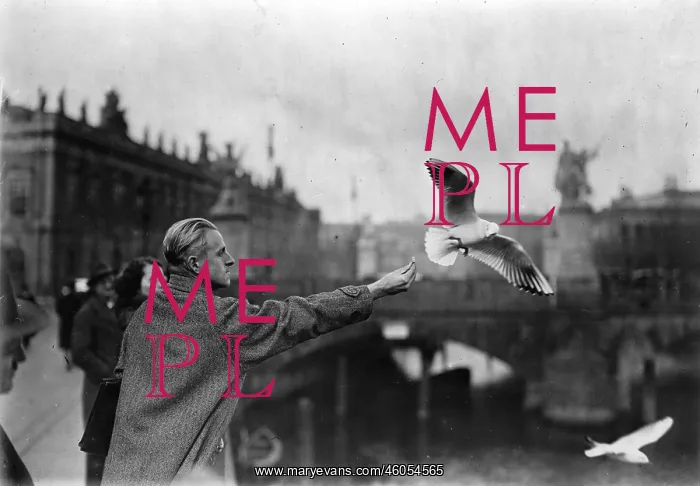 : Seagulls in Berlin : Seagulls in Berlin