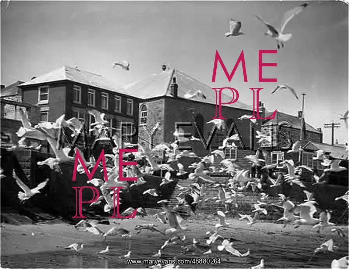 : SEAGULLS IN CORNWALL : SEAGULLS IN CORNWALL