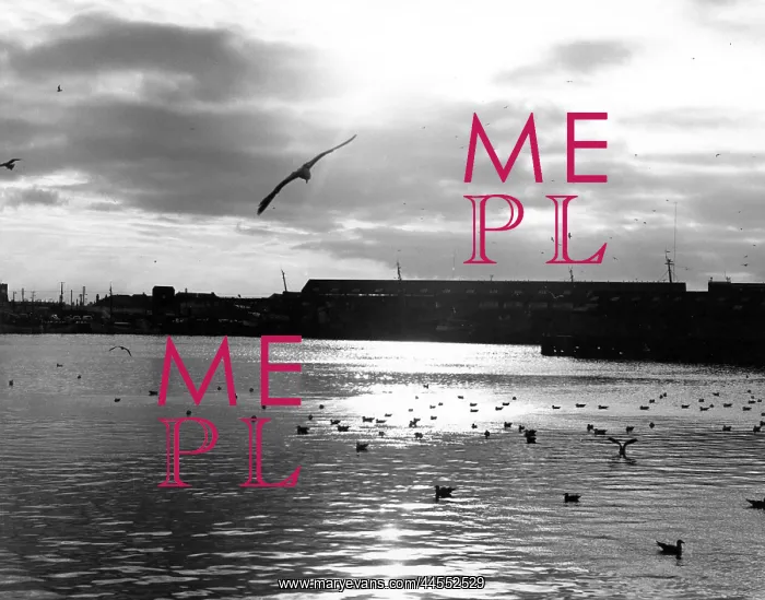  : SEAGULLS A THE DOCKS