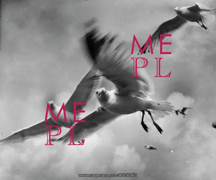  : Seagulls in flight