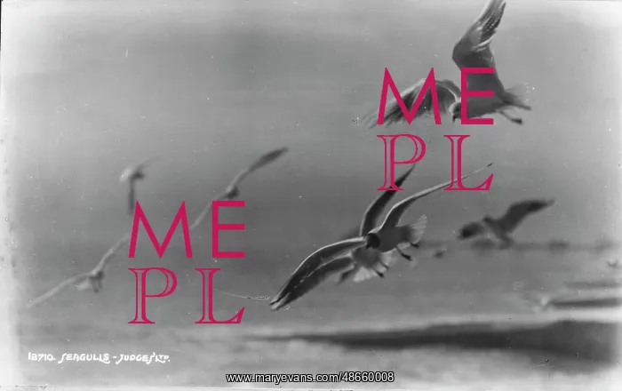 : Seagulls in Flight : Seagulls in Flight