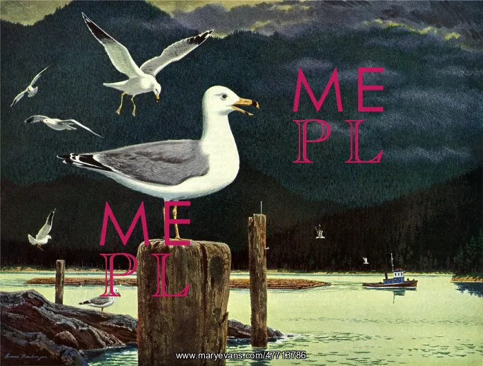  : Seagulls and Harbor