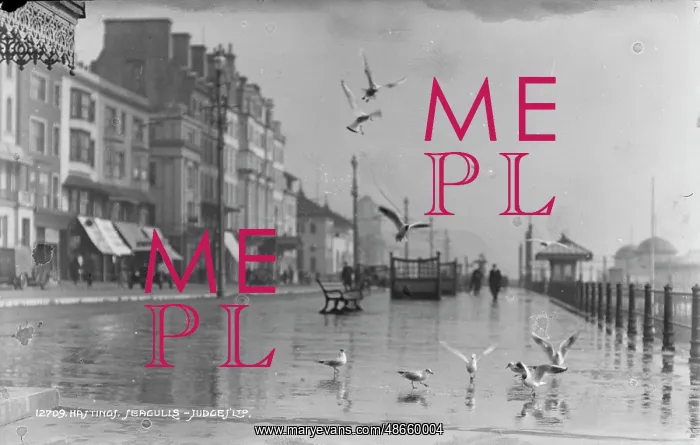 : Seagulls at Hastings Seafront : Seagulls at Hastings Seafront