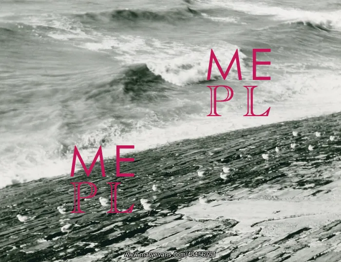  : SEAGULLS AND SURF