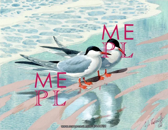 : Two seagulls on a wet beach : Two seagulls on a wet beach