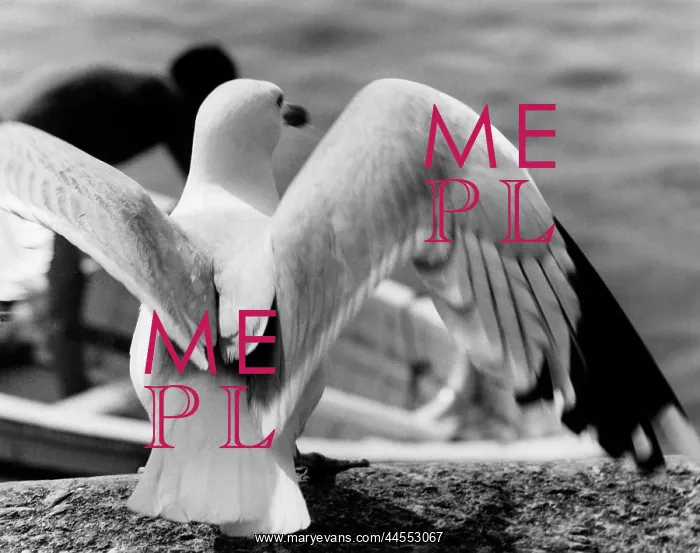  : SEAGULL'S WINGS