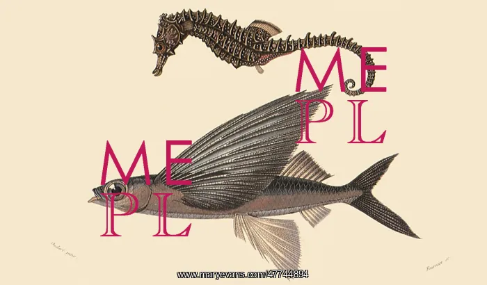  : A Seahorse and a Flying Fish
